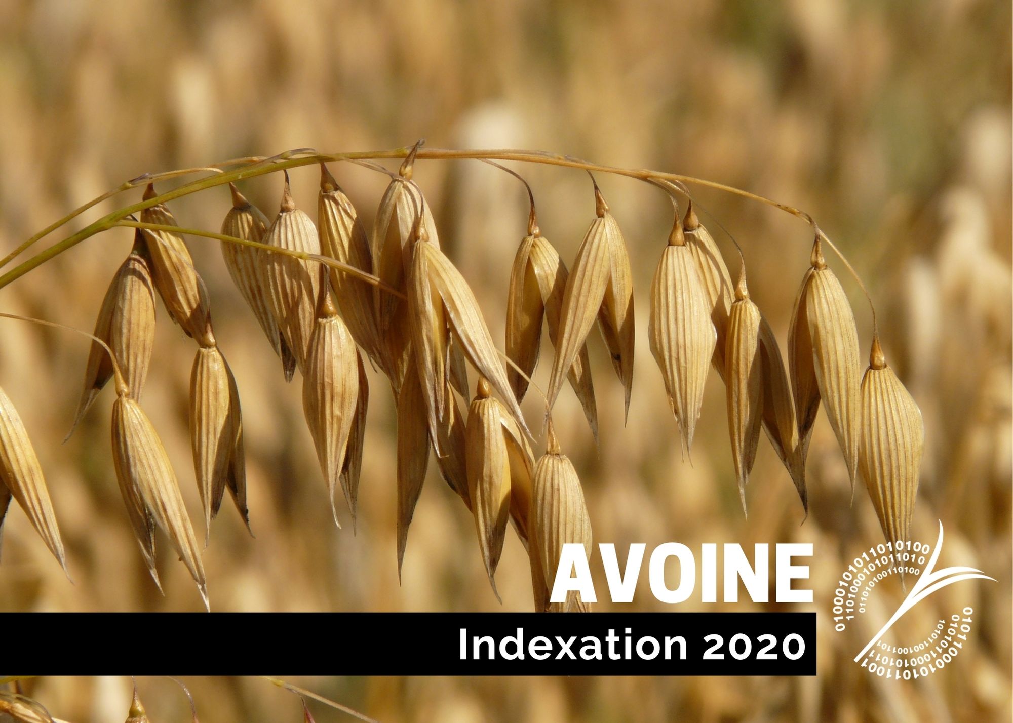 Récentes publications : Indexation 2020 - Avoine